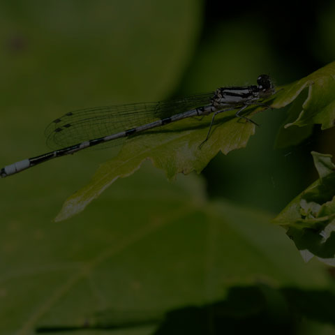 Hagen's Bluet