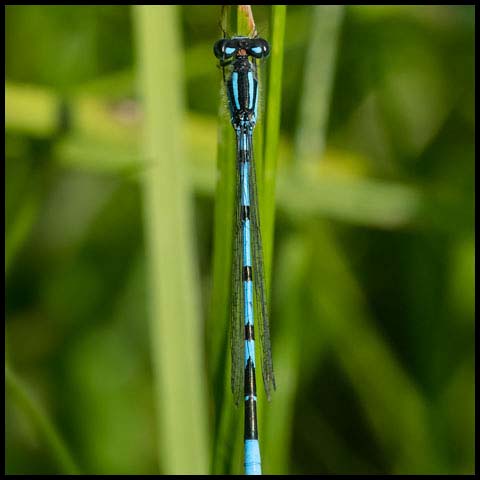 Hagen's Bluet