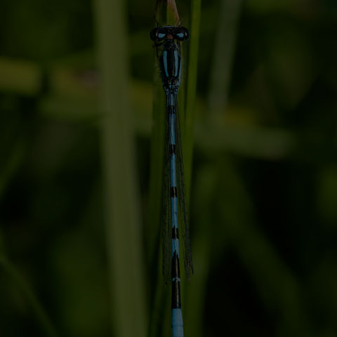 Hagen's Bluet