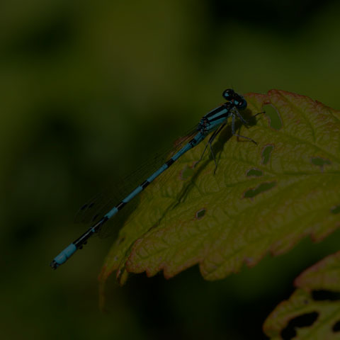 Hagen's Bluet