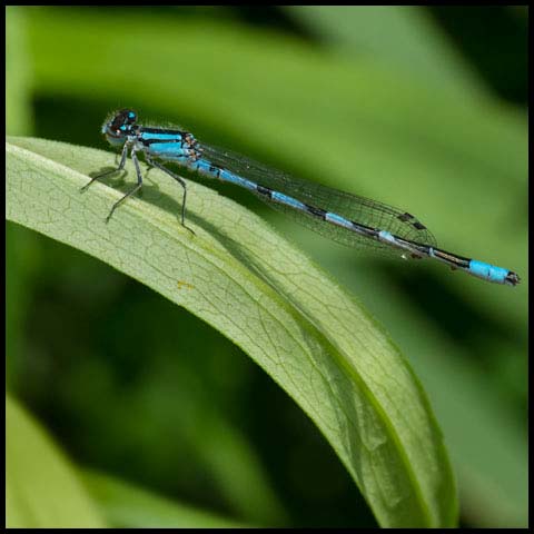 Hagen's Bluet