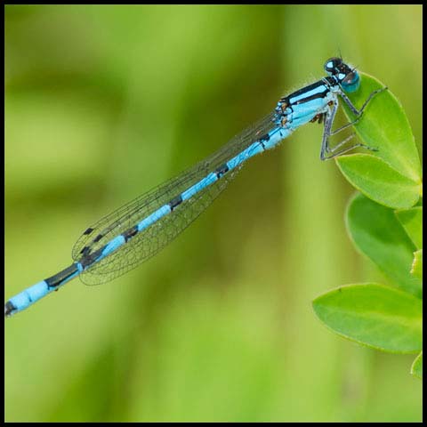 Marsh Bluet