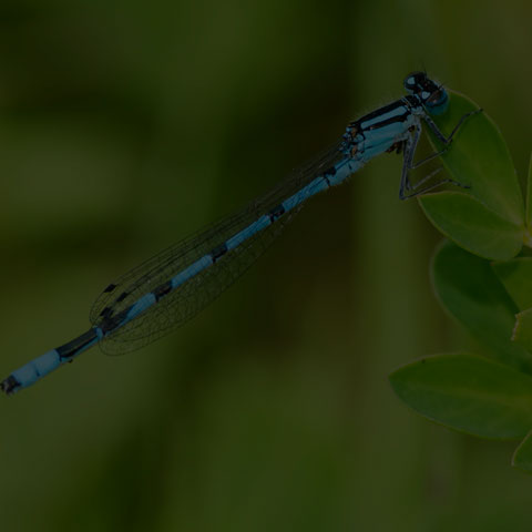 Marsh Bluet