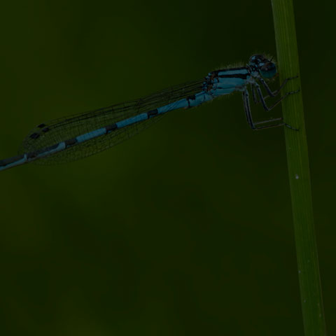 Marsh Bluet