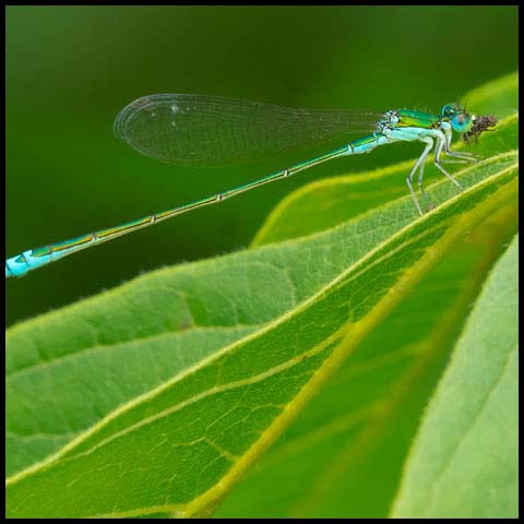 Sedge Sprite