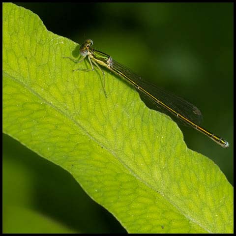 Sedge Sprite