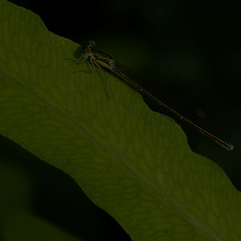 Sedge Sprite