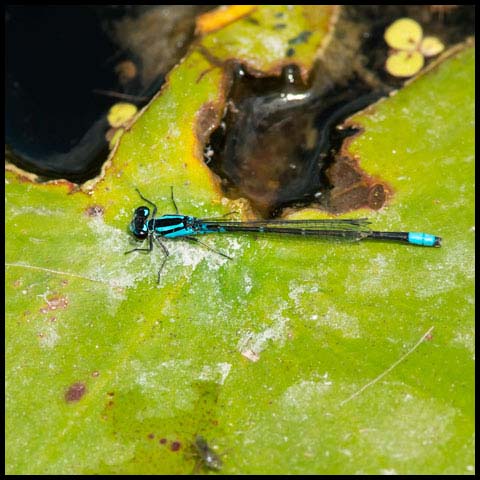 Skimming Bluet