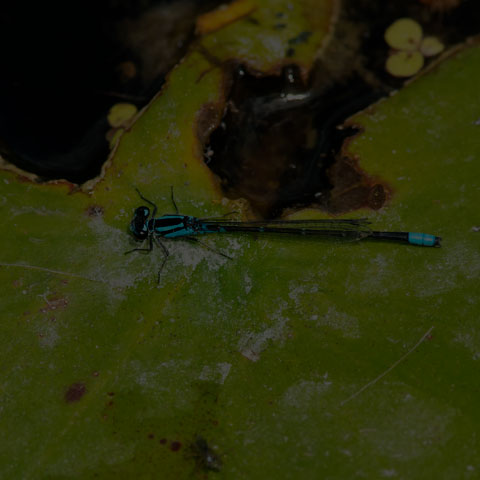 Skimming Bluet