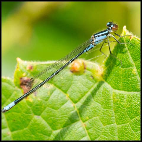 Skimming Bluet