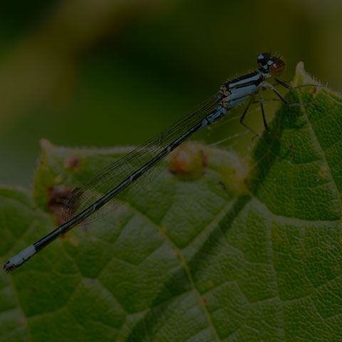 Skimming Bluet