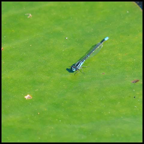 Skimming Bluet