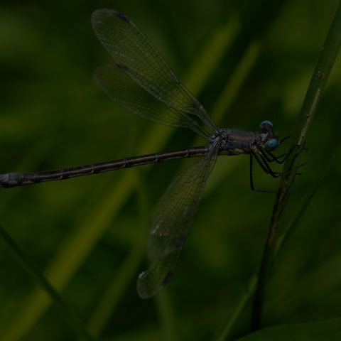 Amber-winged Spreadwing