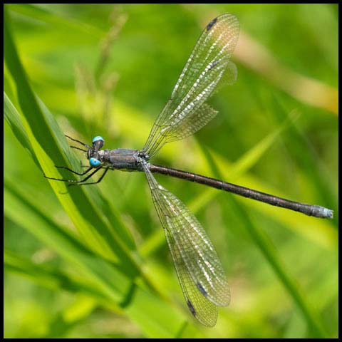 Amber-winged Spreadwing