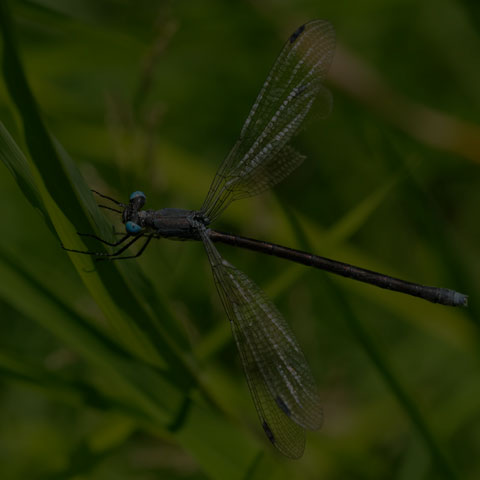 Amber-winged Spreadwing