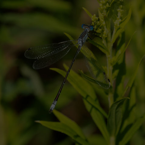 Lyre-tipped Spreadwing