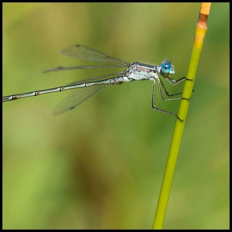 Lyre-tipped Spreadwing