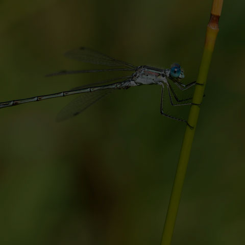 Lyre-tipped Spreadwing