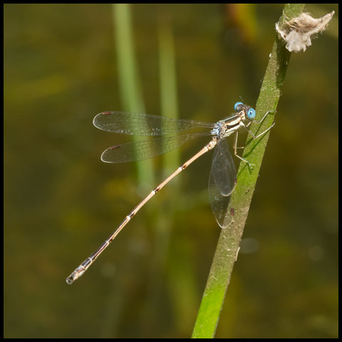 Slender Spreadwing