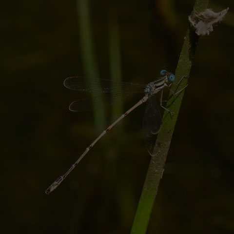 Slender Spreadwing