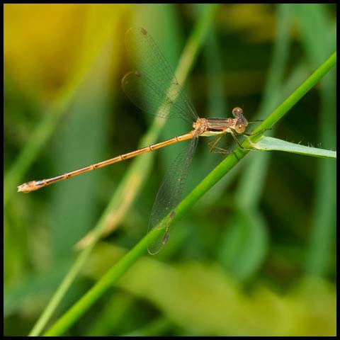 Slender Spreadwing