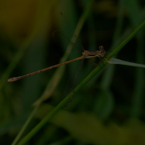 Slender Spreadwing