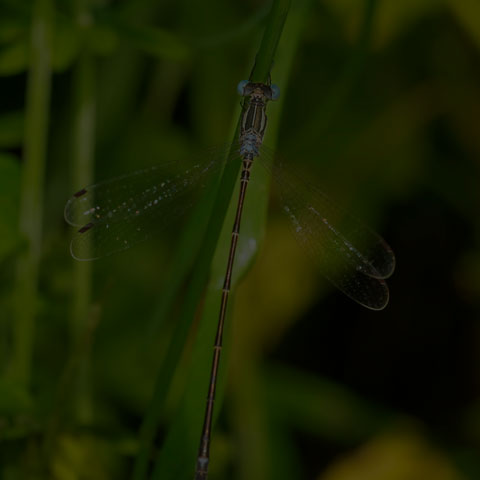 Slender Spreadwing