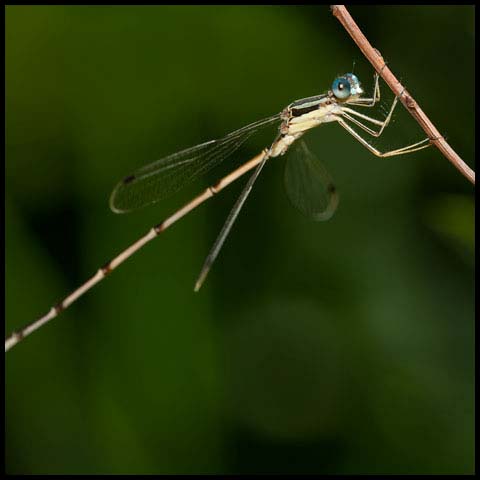 Slender Spreadwing