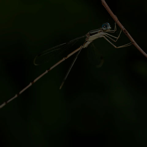 Slender Spreadwing