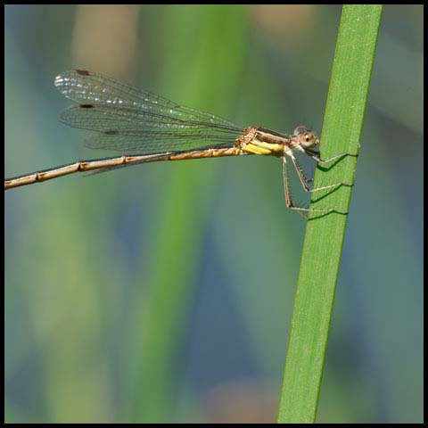 Slender Spreadwing