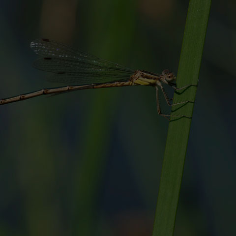 Slender Spreadwing