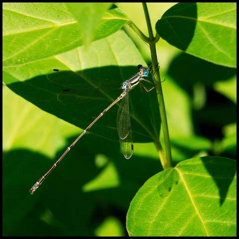 Slender Spreadwing