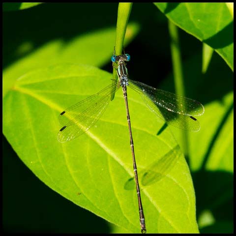 Slender Spreadwing