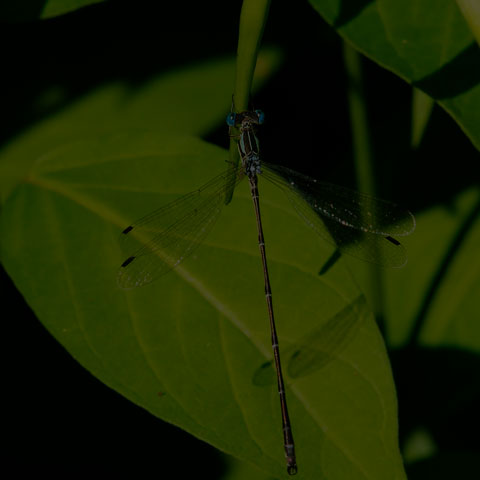 Slender Spreadwing