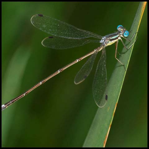 Slender Spreadwing