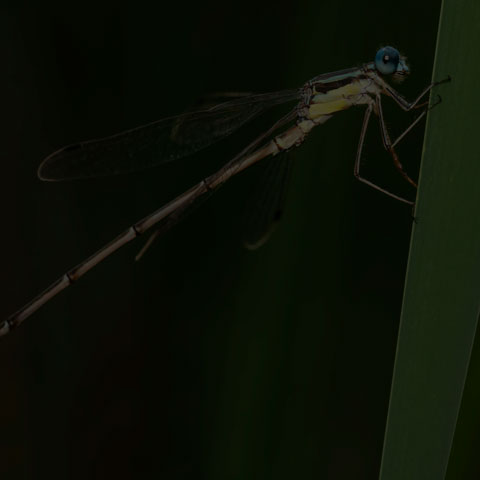 Slender Spreadwing