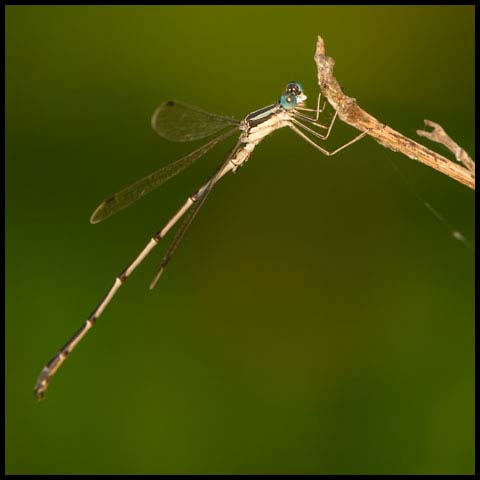 Slender Spreadwing