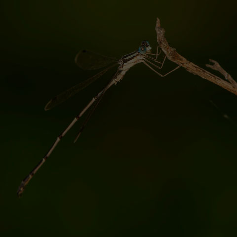 Slender Spreadwing