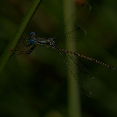 Slender Spreadwing