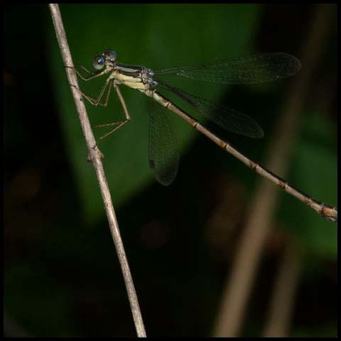 Slender Spreadwing