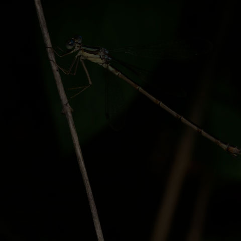 Slender Spreadwing