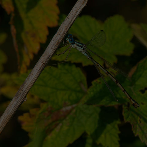 Slender Spreadwing