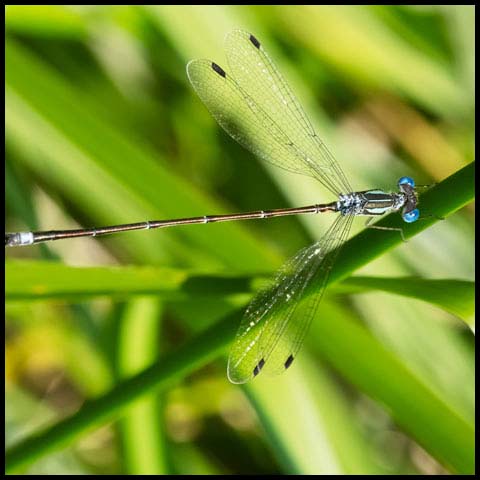 Slender Spreadwing