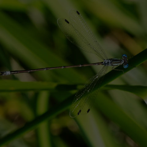 Slender Spreadwing