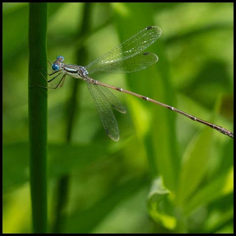 Slender Spreadwing