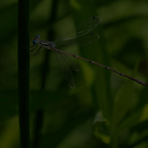 Slender Spreadwing