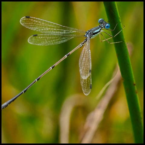 Slender Spreadwing