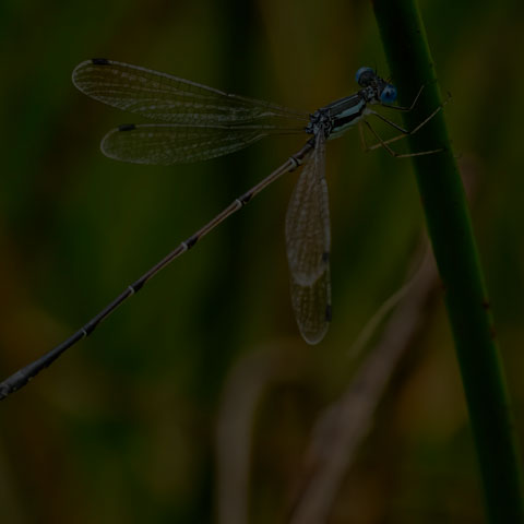 Slender Spreadwing