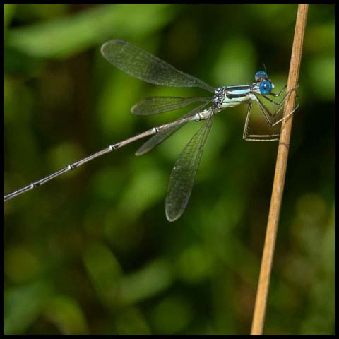 Slender Spreadwing