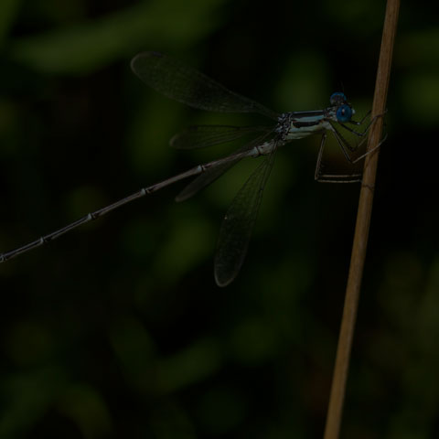 Slender Spreadwing